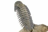 Large, Flying Crotalocephalina Trilobite - Lghaft, Morocco #381464-5